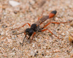 Image of Ammophila laeviceps F. Smith 1873