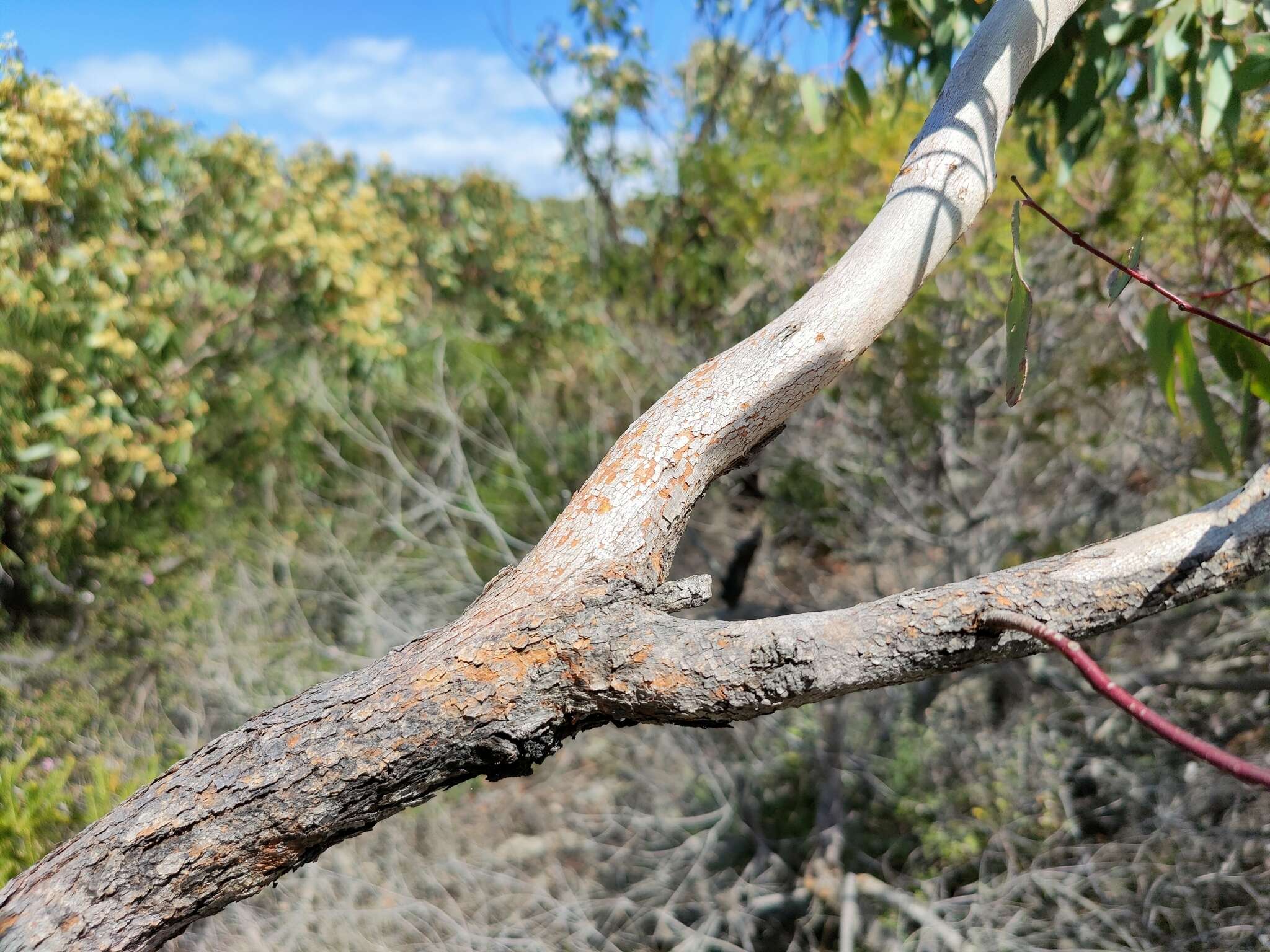 Imagem de Eucalyptus sieberi L. A. S. Johnson