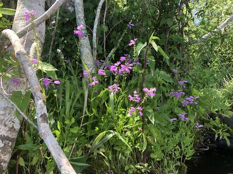 Image of Slender-Leaf False Dragonhead