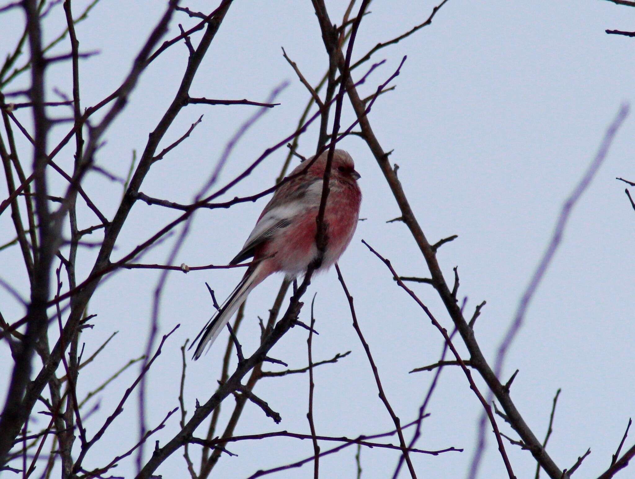 Слика од Carpodacus sibiricus (Pallas 1773)