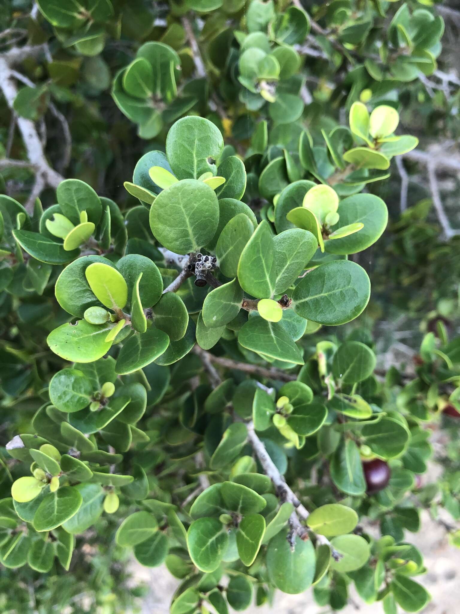 Sivun Diospyros rotundifolia Hiern kuva