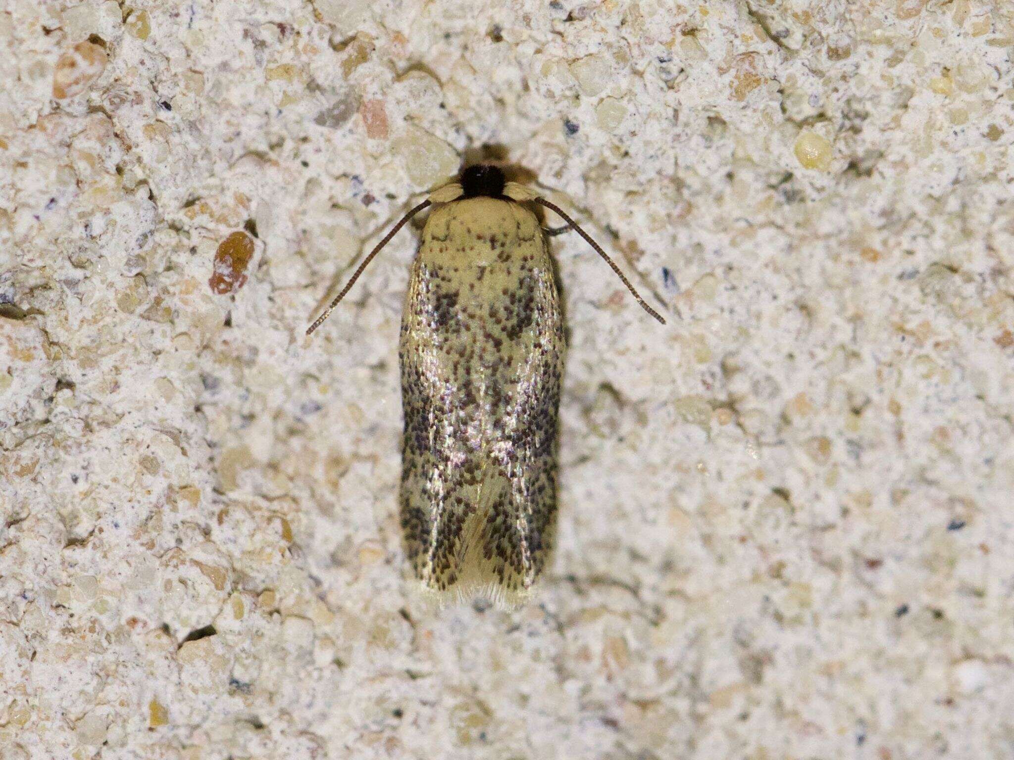 Image of Zimmermannia bosquella (Chambers 1878) van Nieukerken et al. 2016