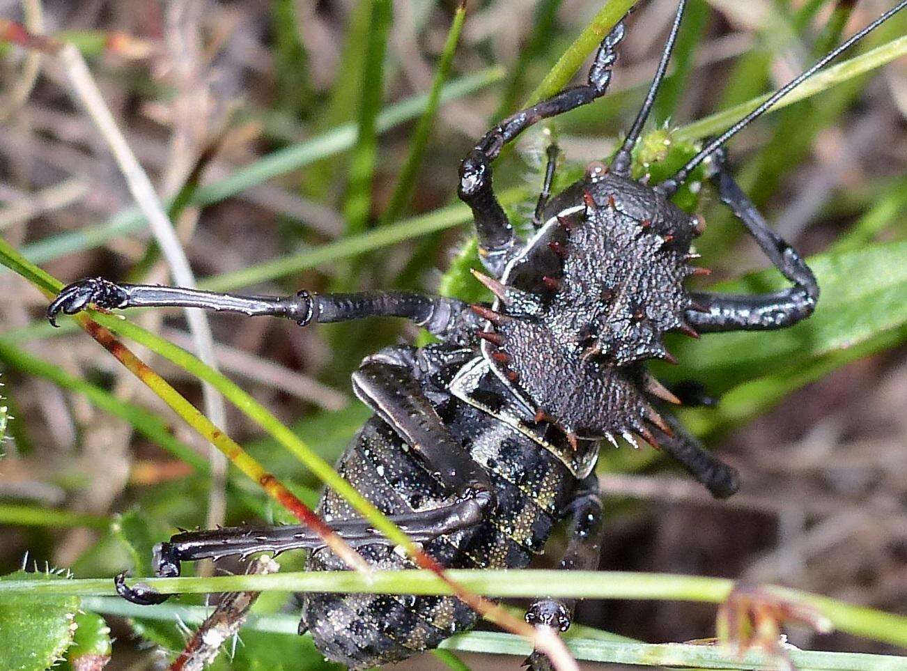 Image de Hetrodes pupus pupus (Linnaeus 1758)