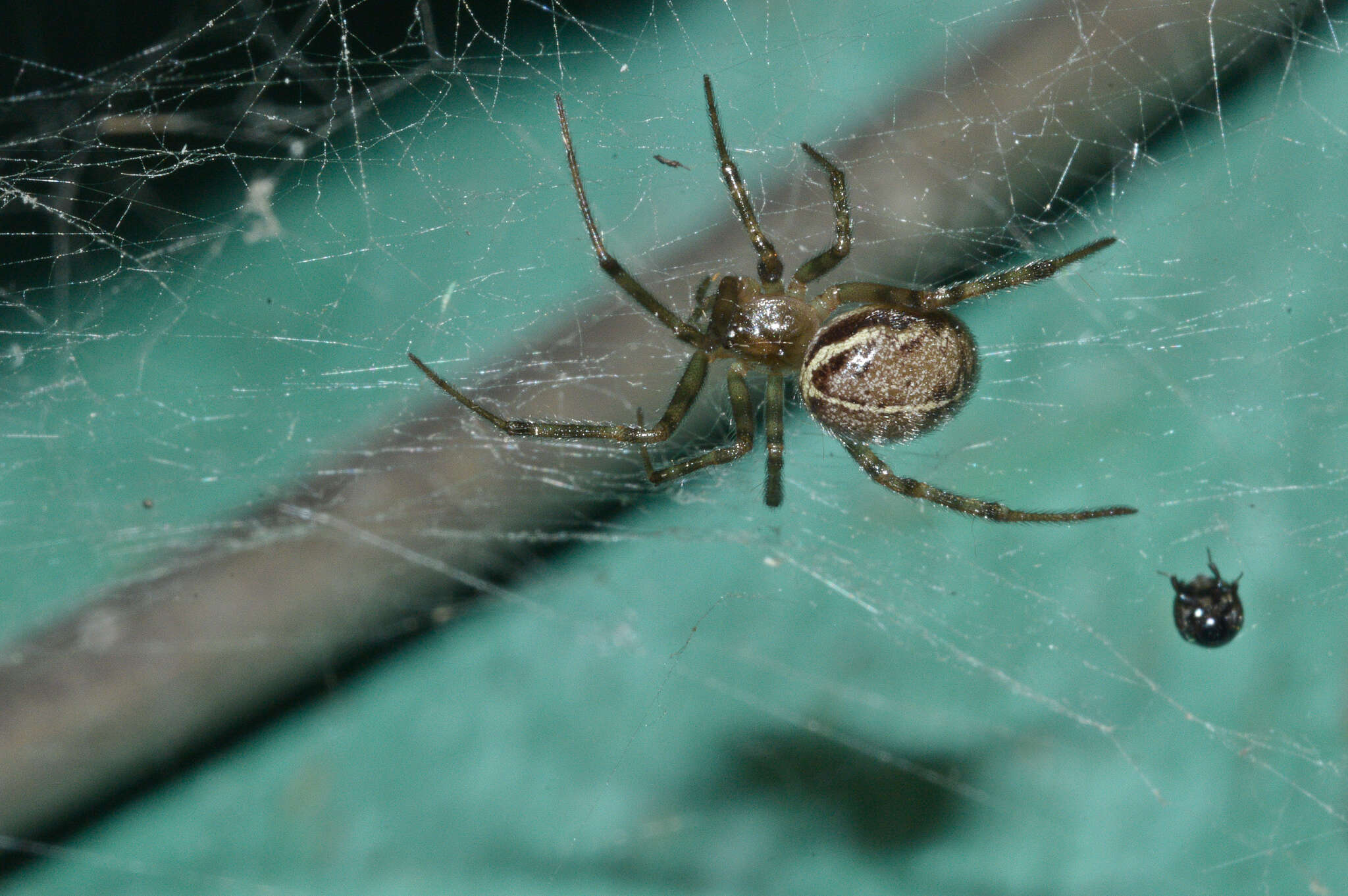 Image of Steatoda castanea (Clerck 1757)