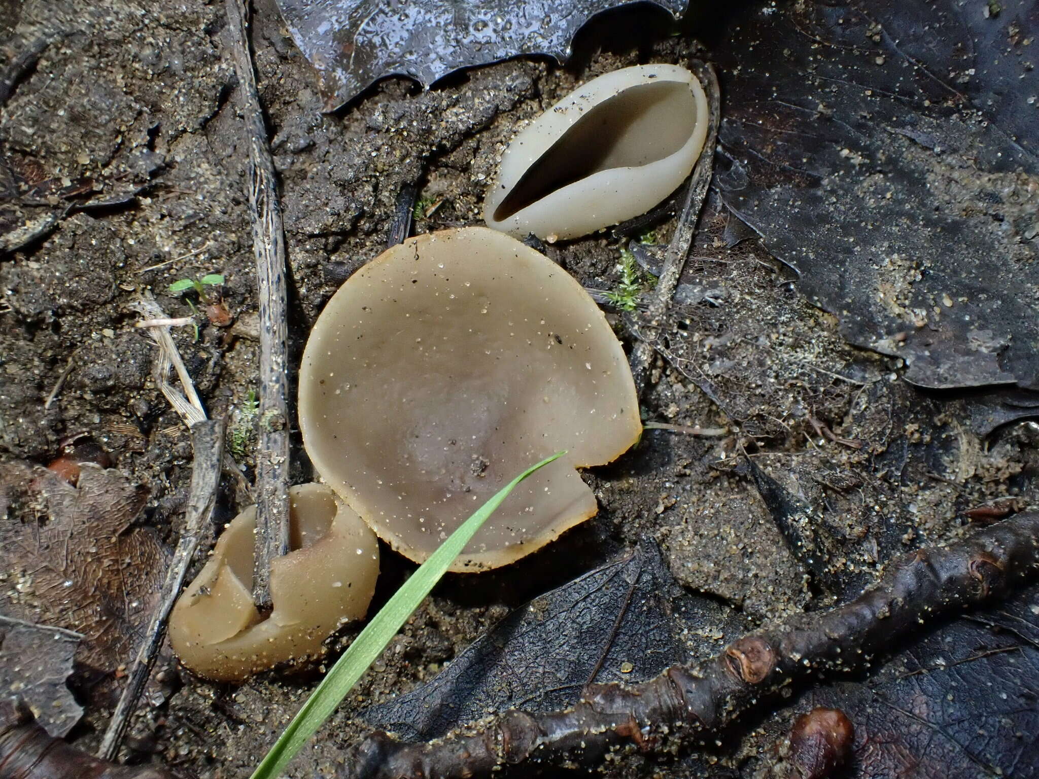 صورة Paragalactinia succosa (Berk.) Van Vooren