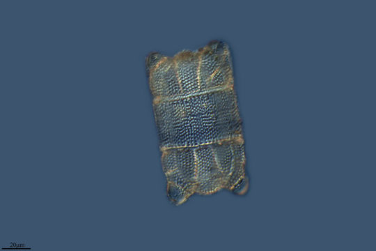 Image of <i>Biddulphia biddulphiana</i>