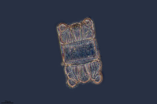 Image of <i>Biddulphia biddulphiana</i>