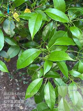 Image of Viburnum propinquum Hemsl.