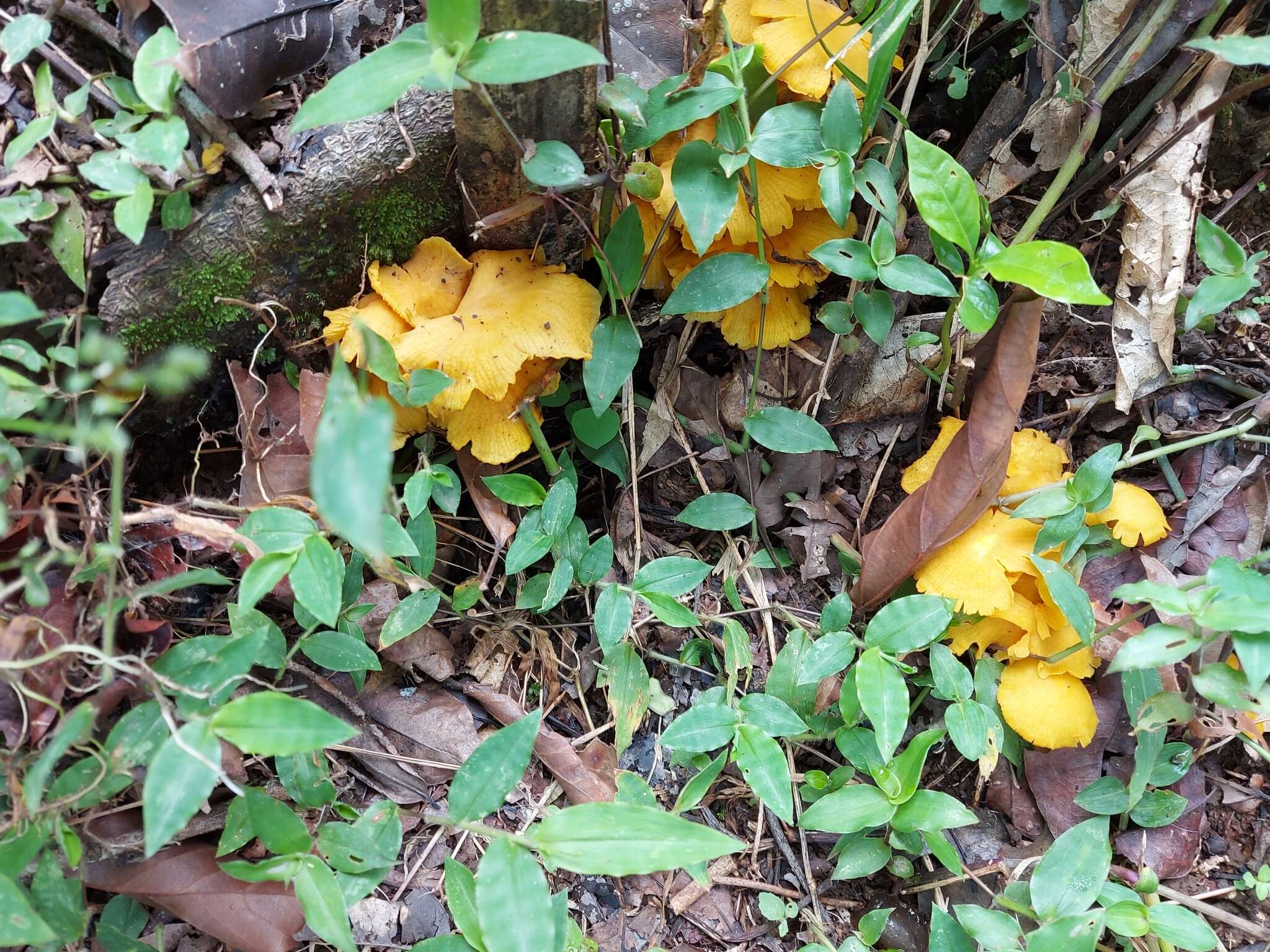 Image of Tricholomopsis aurea (Beeli) Desjardin & B. A. Perry 2017