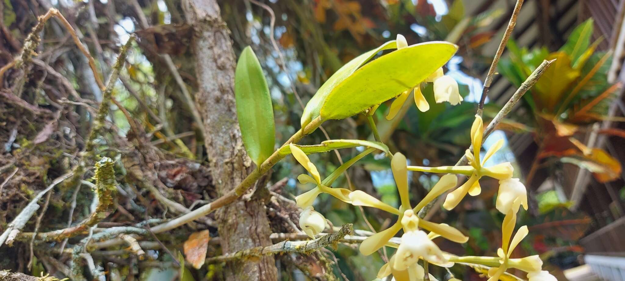 Image de Epidendrum coronatum Ruiz & Pav.