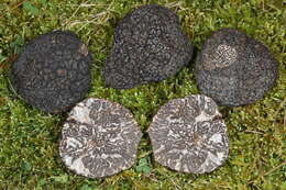 Image of Black Périgord Truffle