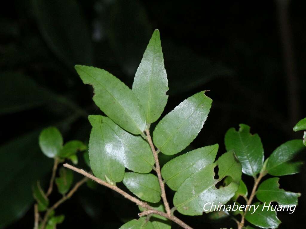 Imagem de Camellia lutchuensis Ito ex Ito & Matsum.