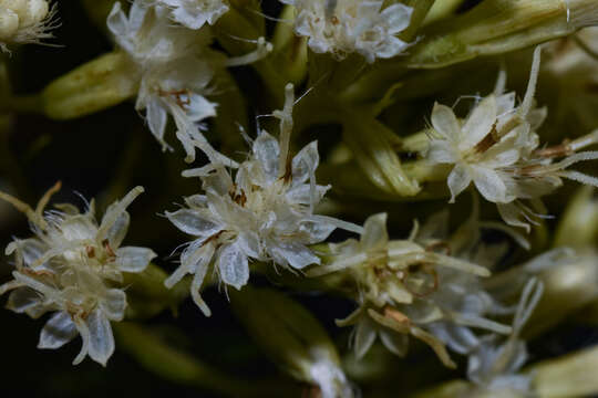 Image de Mikania anethifolia (DC.) Matzenbacher