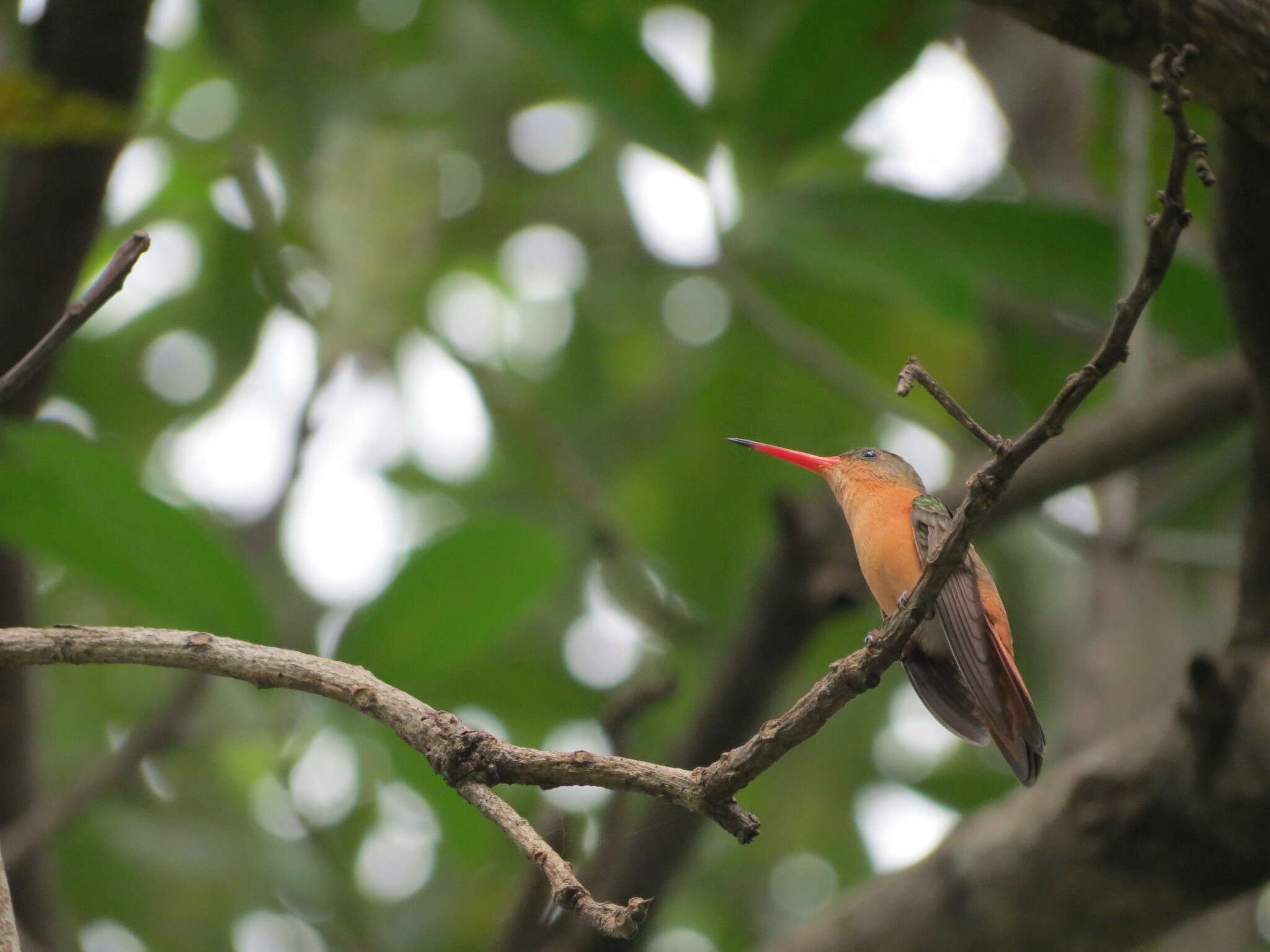 Image of Cinnamon Hummingbird