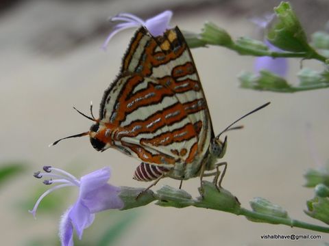 Image of Common Silverline
