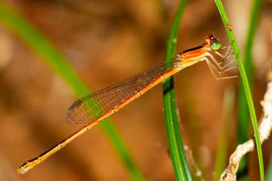 Imagem de Agriocnemis exsudans Selys 1877