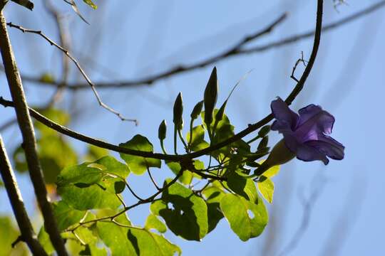 Image de Ipomoea lindenii Mart. & Gal.