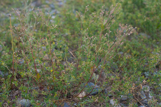 Image of Potentilla multifida L.