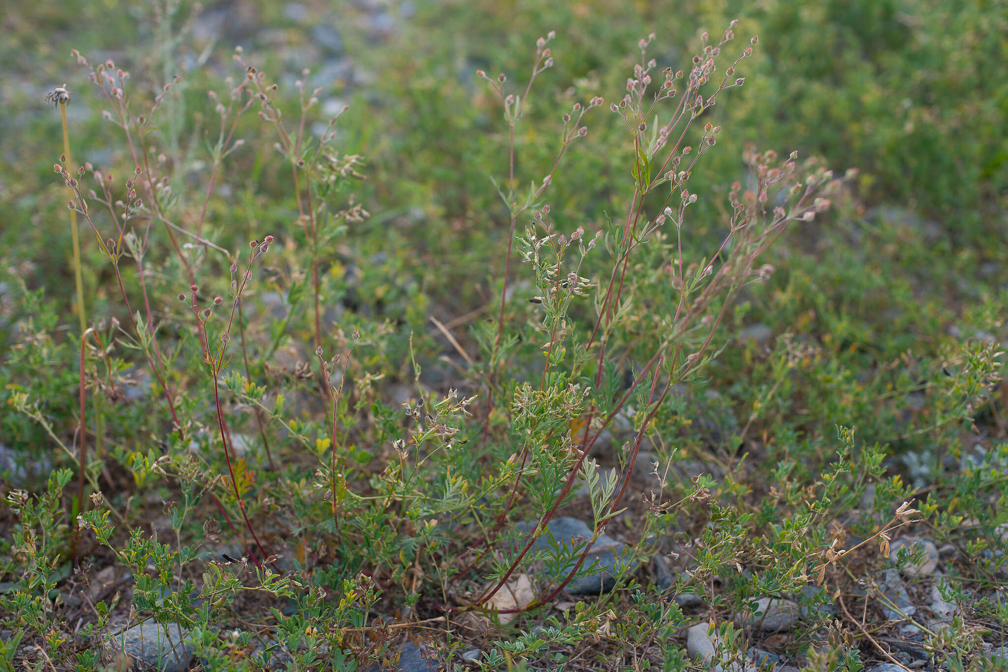 Image of Potentilla multifida L.