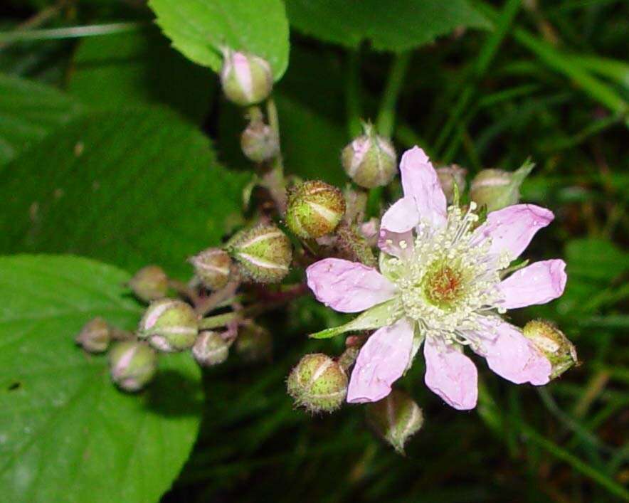 Image of Rubus rufescens P. J. Müll. & Lefevre