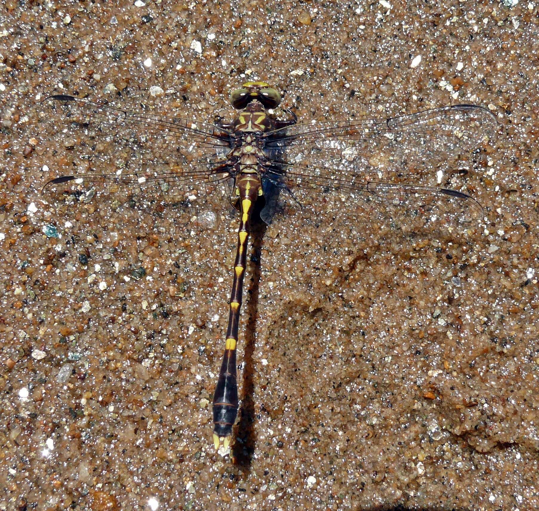 Image of Progomphus Selys 1854