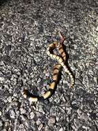 Image of Cape coral snake