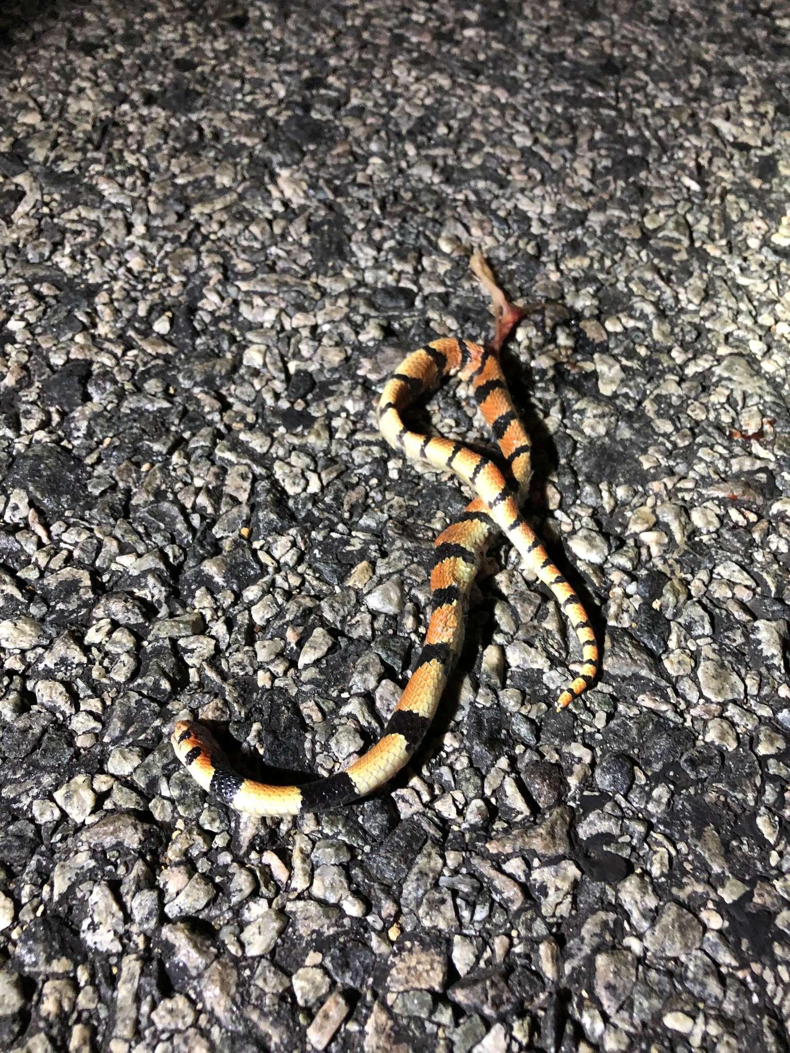 Image of Cape coral snake