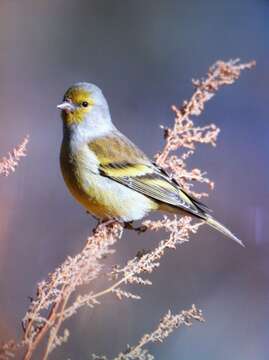 Imagem de Carduelis citrinella (Pallas 1764)