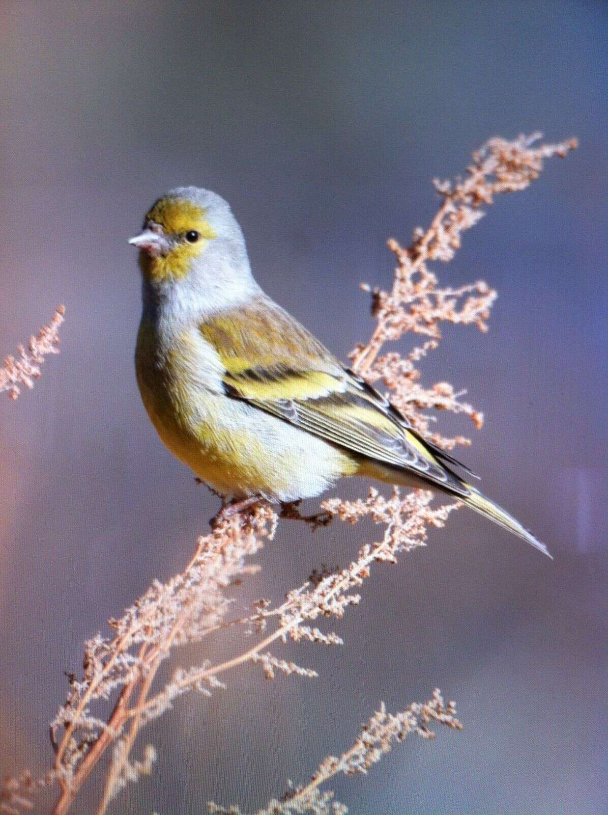 Carduelis citrinella (Pallas 1764)的圖片