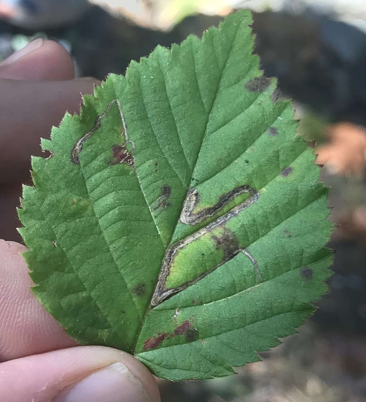 Image of Stigmella villosella (Clemens 1861) Newton et al. 1982