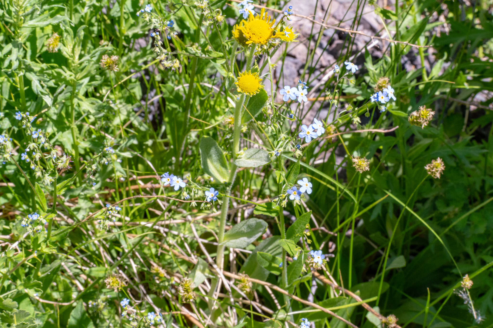 Image of Sierra stickseed