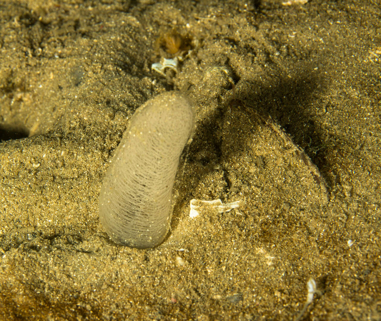 Image of Sand slug