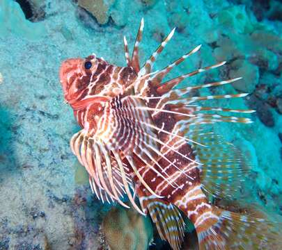 Pterois sphex Jordan & Evermann 1903 resmi