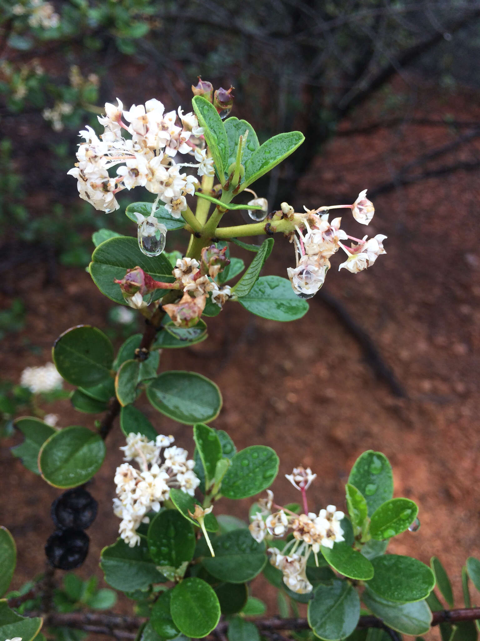 Image of island ceanothus