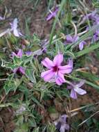 Imagem de Barleria pungens L. fil.