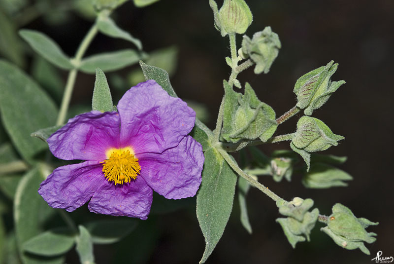 Cistus albidus (rights holder: Antnio Pena)