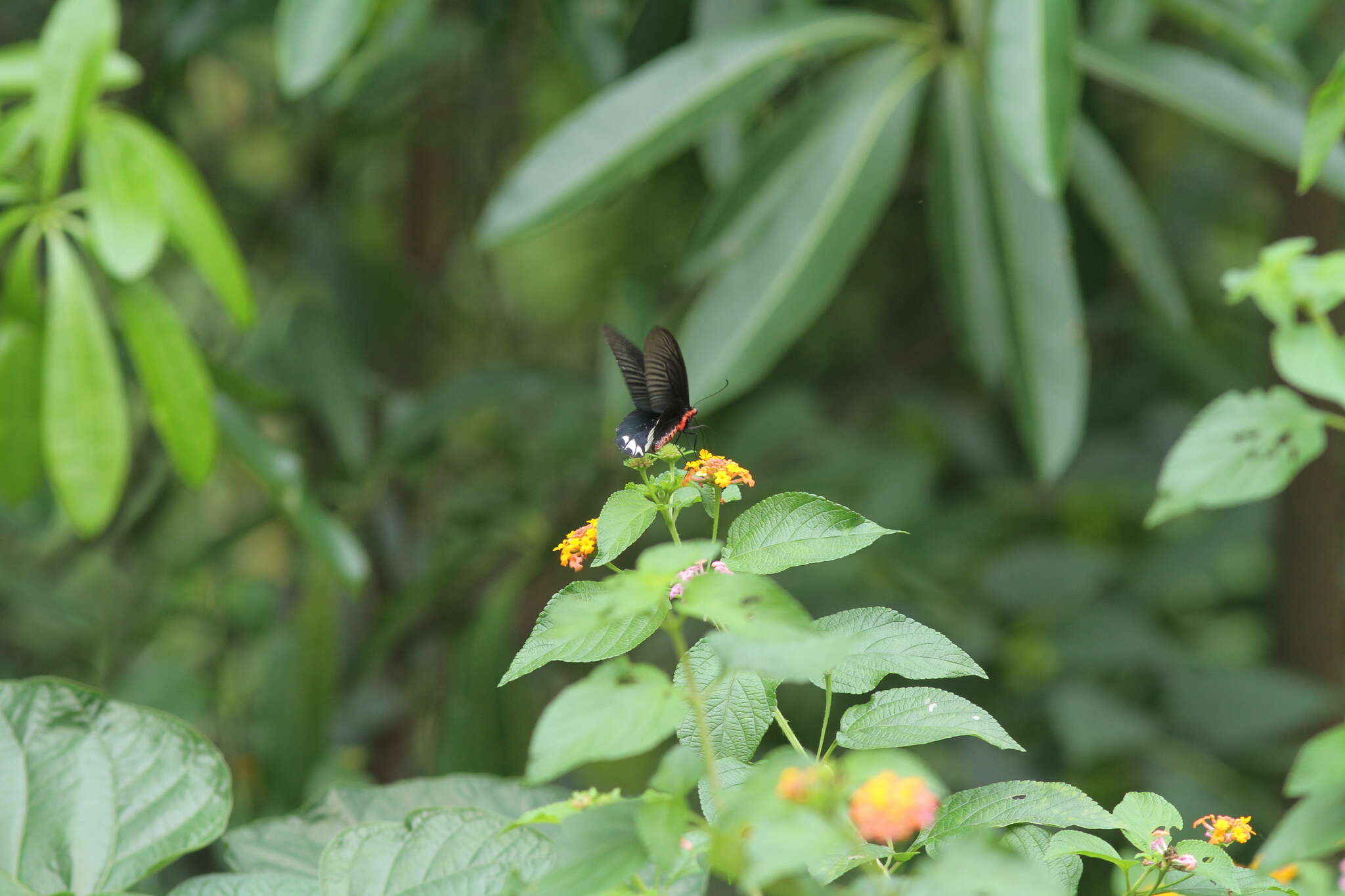 Image of Atrophaneura zaleucus (Hewitson 1865)