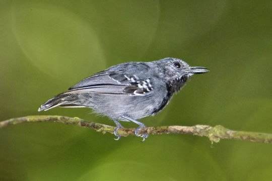 Image of Long-winged Antwren