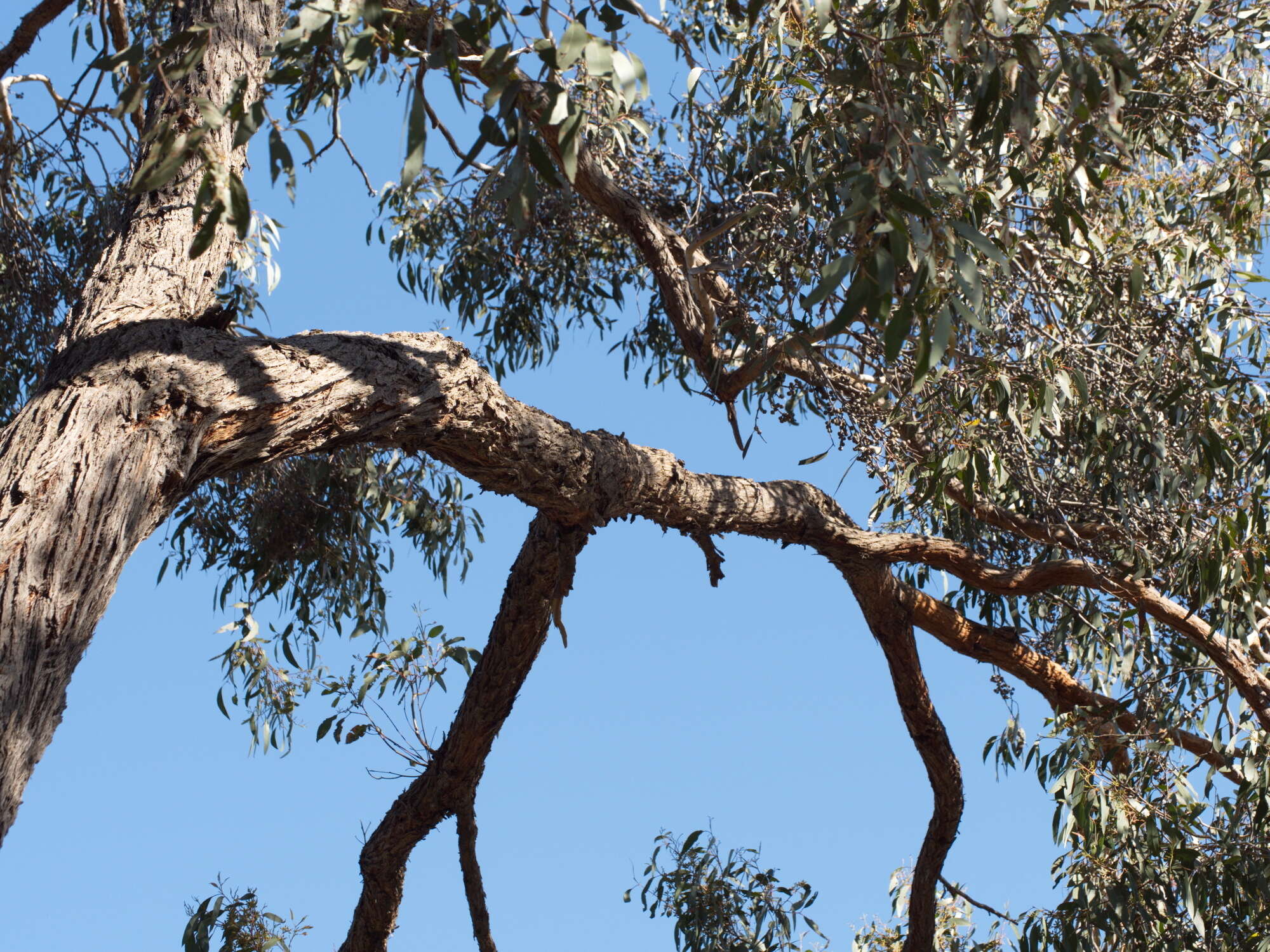 صورة Eucalyptus macrorhyncha F. Müll.