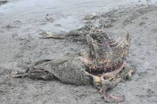 Image of Caspian Seal