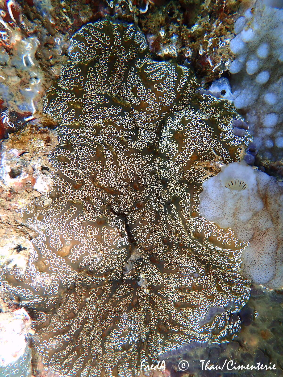 Image of Mottled Encrusting Tunicate