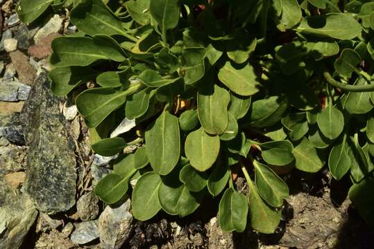 Слика од Eriogonum hirtellum Howell & Bacigal.