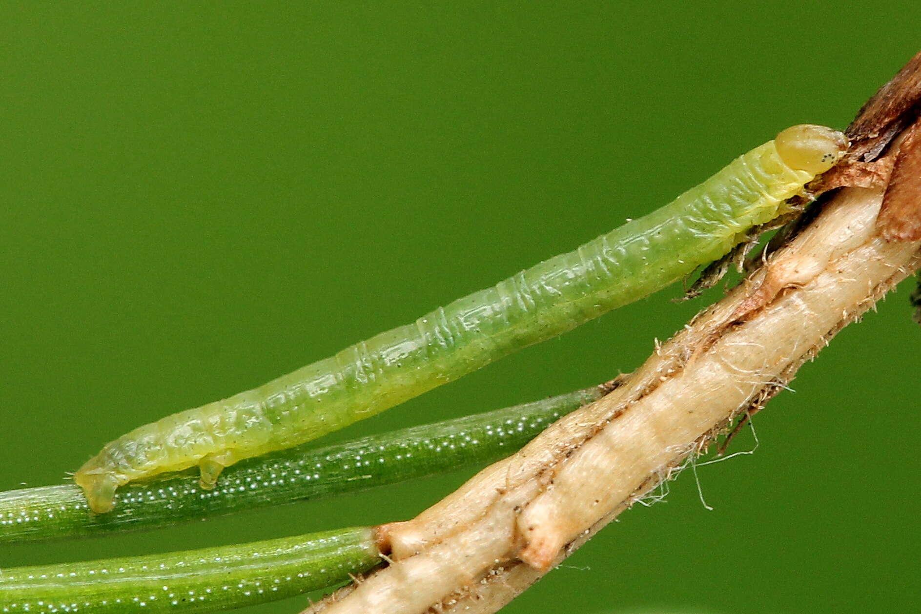 Bupalus resmi