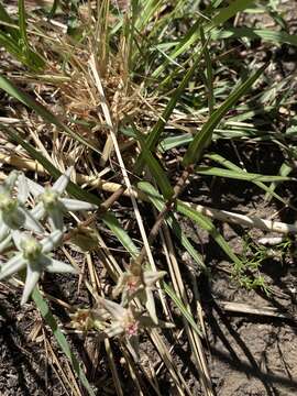 Image of Asclepias gibba var. gibba