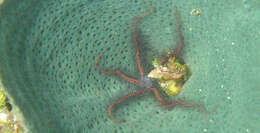 Image of Sponge brittle star