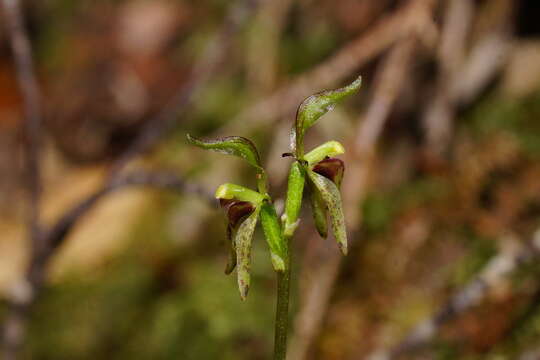 Plancia ëd Townsonia viridis (Hook. fil.) Schltr.