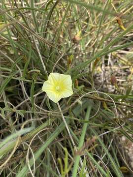 Image of Xenostegia tridentata subsp. angustifolia (Jacq.) J. Lejoly & S. Lisowski