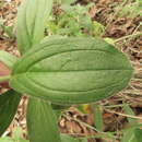 Image of Lithospermum exsertum (D. Don) J. I. Cohen