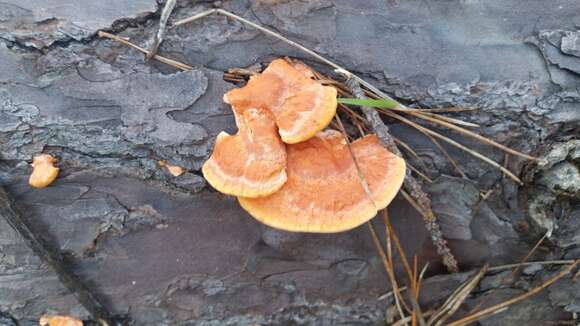 Image of Trametes coccinea (Fr.) Hai J. Li & S. H. He 2014