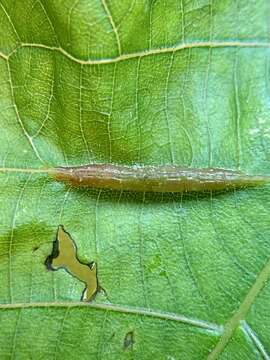 Image of Phylloxera caryaevenae (Fitch 1856)